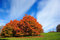 Free Autumn Tree Royalty Free Stock Image - 3533386