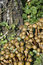 Free Mushrooms Royalty Free Stock Image - 3536126
