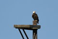 Free Bald Eagle Royalty Free Stock Photos - 3541728