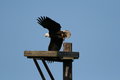 Free Bald Eagle Royalty Free Stock Photo - 3542175
