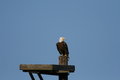 Free Bald Eagle Stock Photos - 3542183
