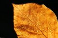 Free Rainy Leaf Royalty Free Stock Image - 3542376