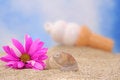 Free Sea Shell And Flower Royalty Free Stock Image - 3546716