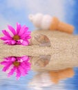 Free Sea Shell And Flower Stock Image - 3546721