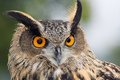 Free Eagle Owl - Bubo Bubo Stock Image - 3548221