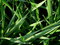 Free Dew Stock Images - 3540454