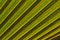 Free Palm Background Stock Photo - 3542810