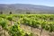 Free Vineyard Close To A Mountain Stock Photography - 3547832