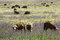 Free Sheep Eating In A Field Royalty Free Stock Photography - 3547917