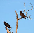 Free Turkey Vultures Royalty Free Stock Image - 3551526