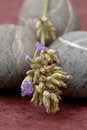Free Lavender Royalty Free Stock Photography - 3552567
