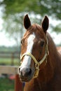 Free Beautiful Horse Head Royalty Free Stock Photography - 3555917