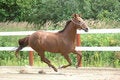 Free A Quarter Horse Mare Stock Images - 3555934