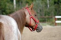 Free Beauty Horse In Chocolate Stock Images - 3555944