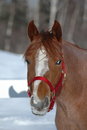 Free Fabulous  Horse Chocolate Stock Images - 3555974