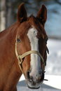 Free Splendid Horse Mare Stock Photos - 3555983