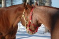 Free Two Quarter Horse Mare Royalty Free Stock Image - 3555986