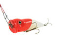Free Minnow Stock Image - 3557461