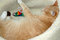 Free Cat Resting Stock Photography - 3555892