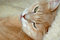 Free Cat Resting Royalty Free Stock Image - 3555896