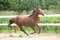 Free A Quarter Horse Mare Stock Images - 3555934
