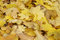 Free Autumn Fall Leaves Royalty Free Stock Images - 3559069