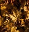 Free Autumn Leaves Stock Photography - 3559432