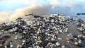 Free Sky Reflection And Sea Shells Stock Photo - 3561550