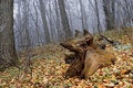 Free Wood Guard Royalty Free Stock Images - 3567829