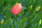 Free Pink Tulip Stock Images - 3567384