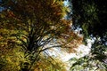 Free Trees View Upwards Stock Images - 3571494