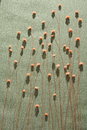 Free Dry Flower Stock Images - 3572434