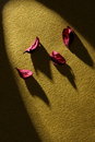 Free Dry Flower Royalty Free Stock Photo - 3572435