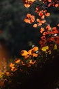 Free Leaf Royalty Free Stock Images - 3575169