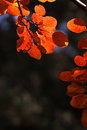 Free Red Leaf Royalty Free Stock Photos - 3575438