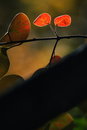 Free Leaf Stock Photo - 3575530