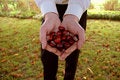 Free Male Hands Holding Chestnuts Stock Images - 3575944