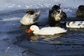 Free Ducks On Icy Water Royalty Free Stock Photography - 3579507