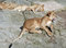 Free Relaxing Lions Stock Photography - 3575032