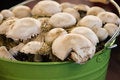 Free Mushrooms Royalty Free Stock Photo - 3580905