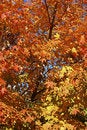 Free Autumn Colors Stock Images - 3587234