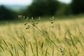 Free Grass Summer Field Royalty Free Stock Photos - 3589358