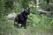 Free Eddie In Woods Royalty Free Stock Photos - 3586958