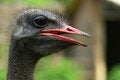 Free Dark Ostrich Stock Image - 3599111
