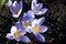 Free Crocus Royalty Free Stock Image - 3591076