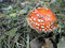 Free Red Mushroom On Grass Stock Photo - 3598590