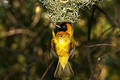 Free Yellow Bird Hanging From A High Nest Royalty Free Stock Photos - 363258