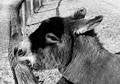Free Portrait Of A Donkey Stock Photo - 364610