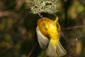 Free Yellow Bird Stock Images - 365224