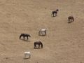 Free Range Horses Royalty Free Stock Images - 366859